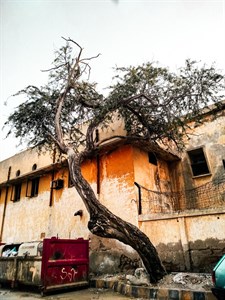 Old Tree near old house