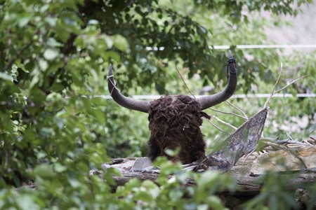 Ox in trees