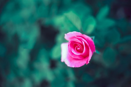 Pink Rose with cyanish green leaves