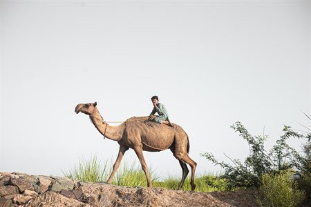 Young boy riding on Camel 