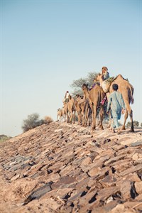  Camel boy with cattle of camels