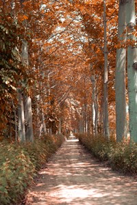 Natural view of trees in a jungle