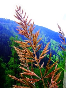 Plant in mountains