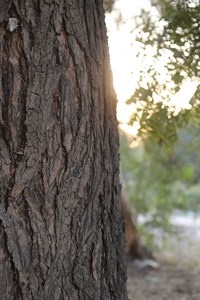 Tree bark texture