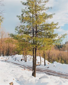 Snow Fall at Khai Gala,Rawalkot (AJ&K)