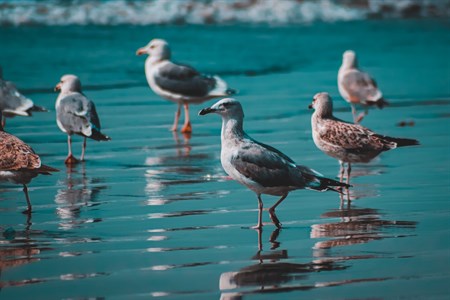 Birds on sea