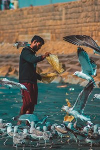 Man feeding birds on sea