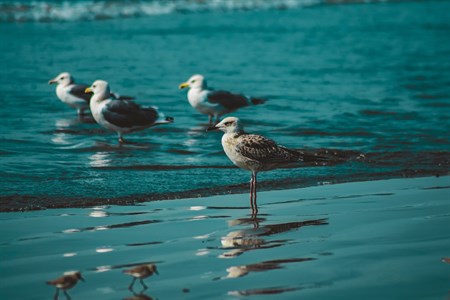 birds on sea