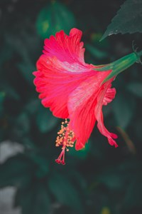 Red flowers