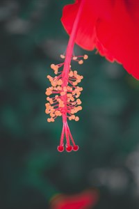 Red flowers