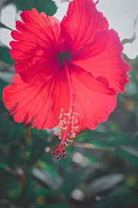 Red flower