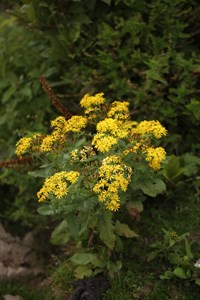 Yellow Flowers